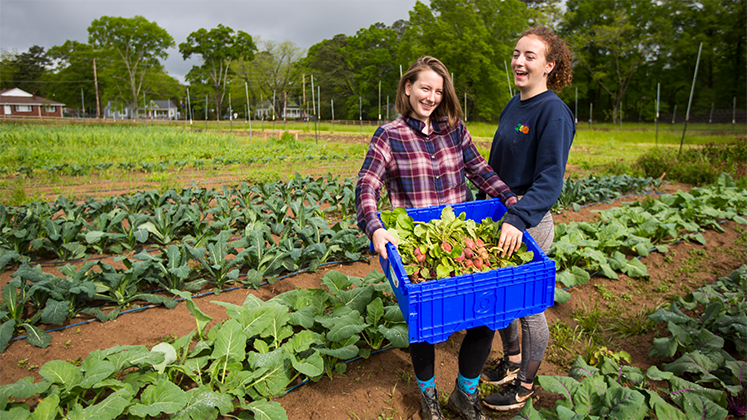 Oxford students harvest vegetables from the farm.